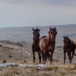 chevaux sauvages