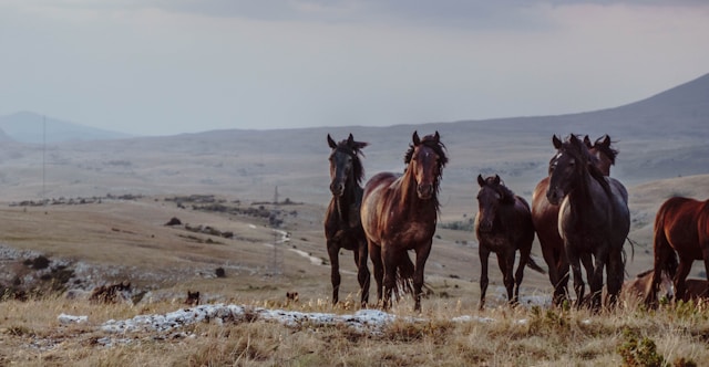 chevaux sauvages