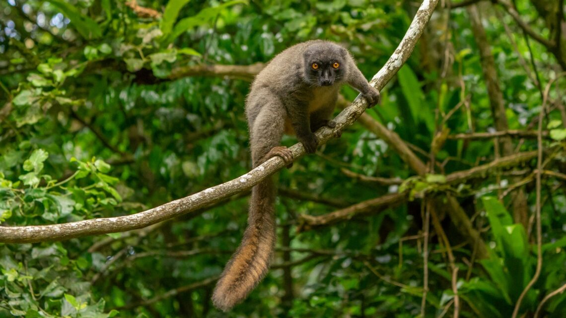 Les espèces endémiques menacées de Madagascar