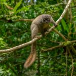 singe gris sur une branche d'arbre, Madagascar