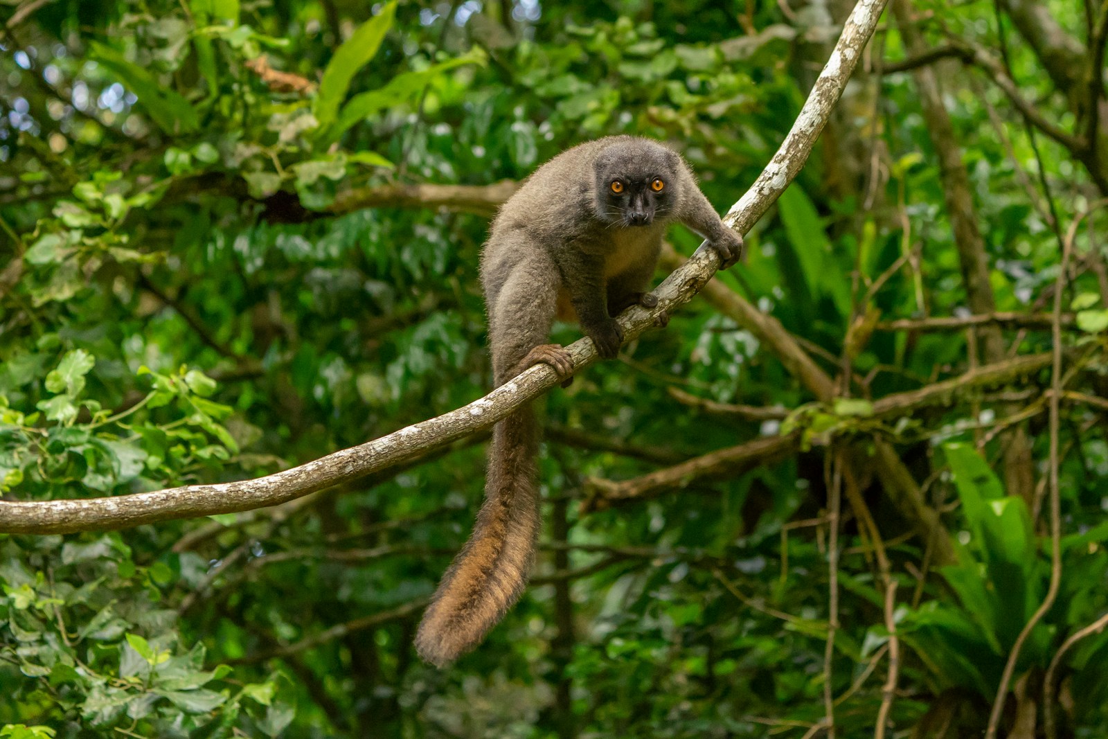 singe gris sur une branche d'arbre, Madagascar