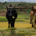 Zébu dans la tradition malagasy