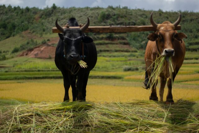 Zébu dans la tradition malagasy