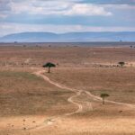 Savane au Kenya