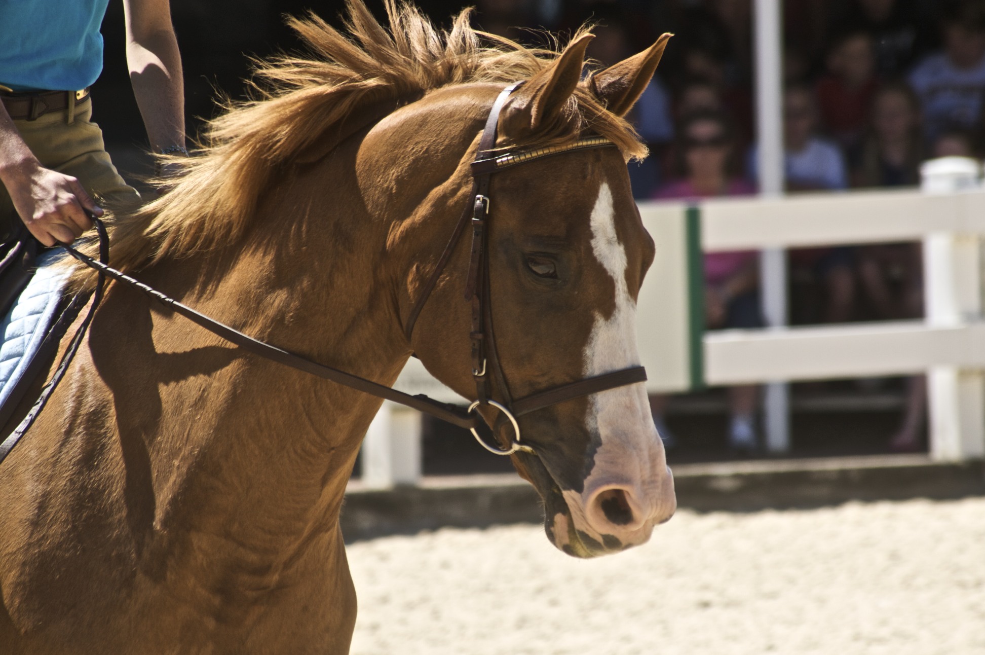 filet d'équitation