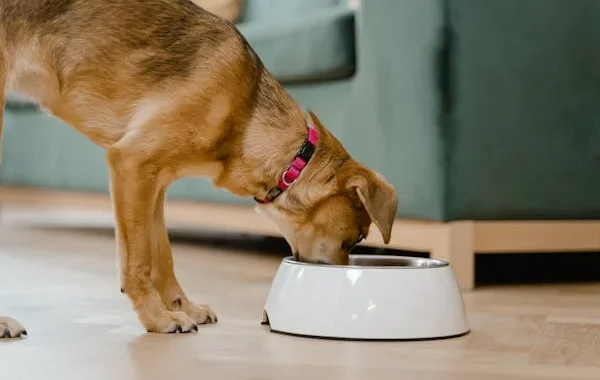 croquette de qualité pour chien