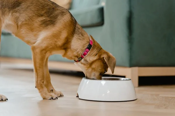 croquette de qualité pour chien