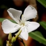 Fleur blanche aux pétales délicats, entourée de feuilles vertes et d'un insecte