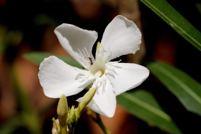 Fleur blanche aux pétales délicats, entourée de feuilles vertes et d'un insecte