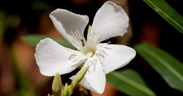 Fleur blanche aux pétales délicats, entourée de feuilles vertes et d'un insecte