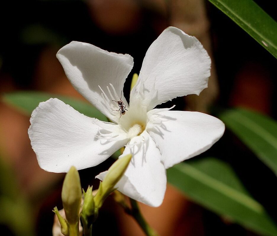 Fleur blanche aux pétales délicats, entourée de feuilles vertes et d'un insecte
